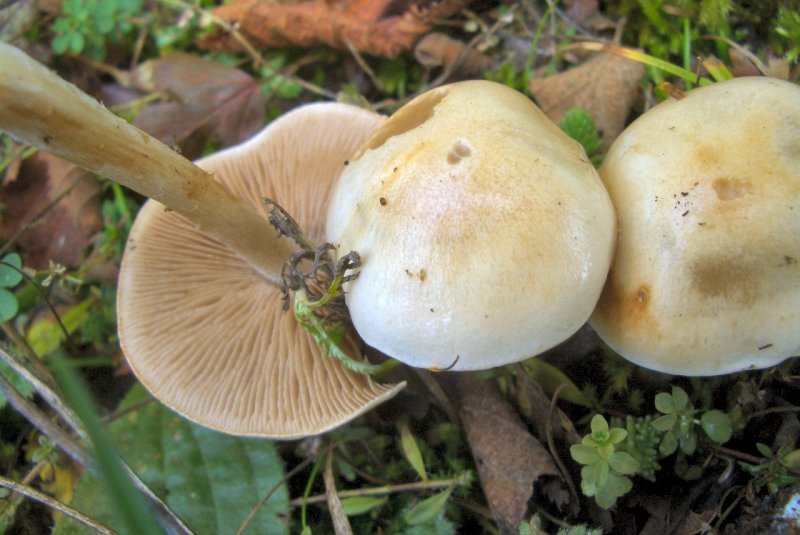 Hebeloma sp di faggio